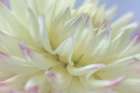USA, Washington State, Seabeck. Close-up of white dahlia flower. Art Print